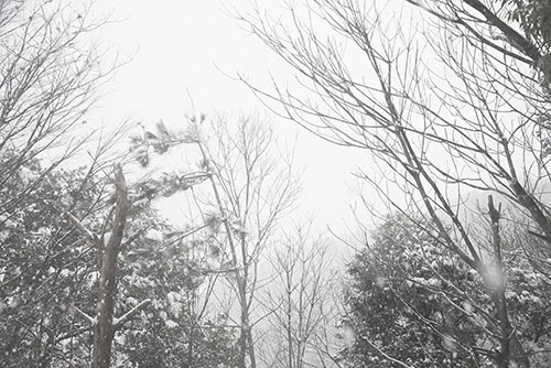 フリー写真素材266「森に降る雪」