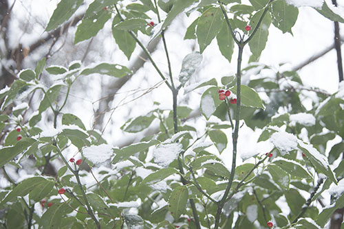フリー写真素材267「赤い木の実と雪」