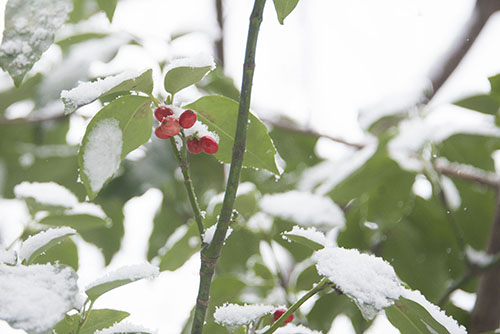 フリー写真素材268「赤い木の実と雪のアップ」