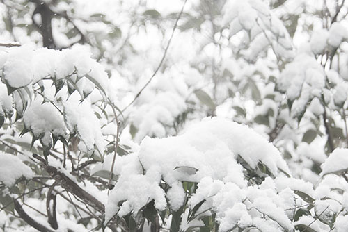 フリー写真素材269「葉に積もった雪」