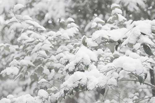 フリー写真素材270「葉に降る雪」