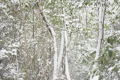 フリー写真素材271「木々に積もった雪」