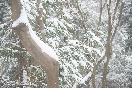 フリー写真素材272「木に積もった雪」