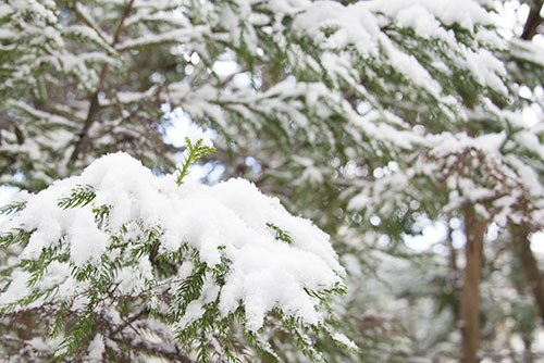 フリー写真素材276「葉に積もった雪」