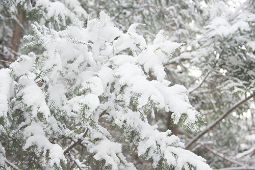 フリー写真素材278「葉にたくさん積もった雪」