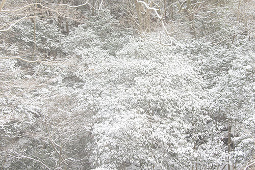フリー写真素材280「葉の上に積もった雪」