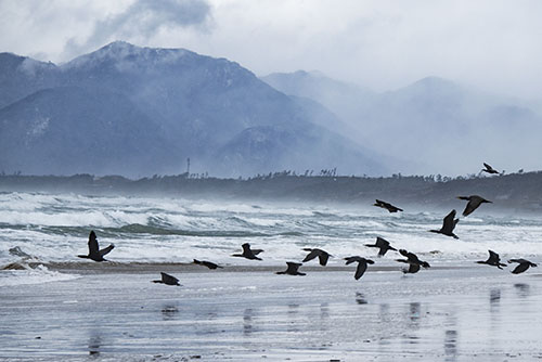 フリー写真素材281「海岸を飛ぶ鳥たち」
