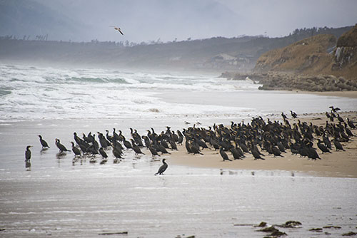 フリー写真素材283「海を見る鳥たち」