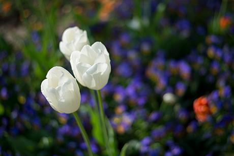 花のフリー写真素材39