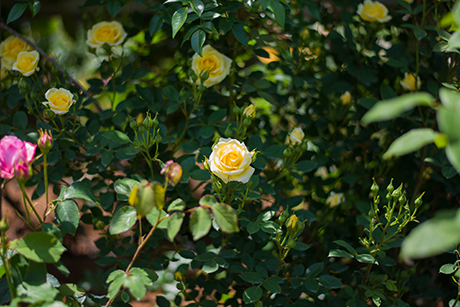 花のフリー写真素材54