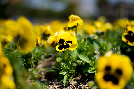 黄色と黒色の花