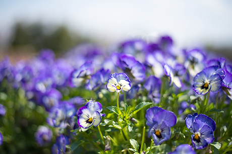 青色と白色の花