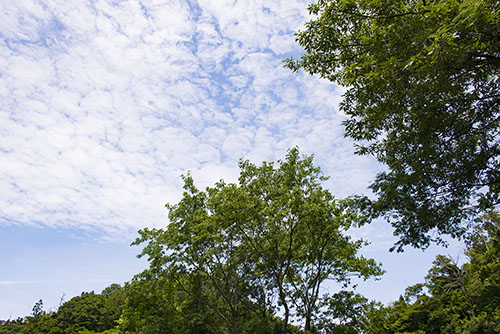 フリー写真素材167「森と白い雲」