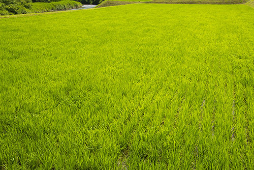 フリー写真素材173「緑色の稲」
