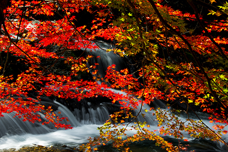 滝の紅葉のフリー写真素材1