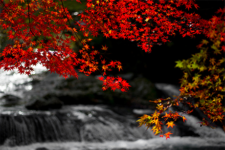 滝の紅葉のフリー写真素材3