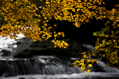 滝の紅葉のフリー写真素材4