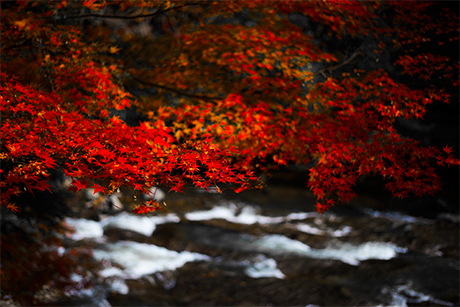 滝の紅葉のフリー写真素材6