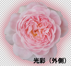 Photoshop CS5 光彩（外側）を適用した花の画像