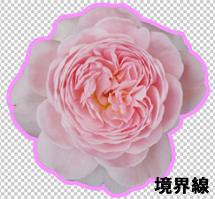 Photoshop CS5 境界線を適用した花の画像