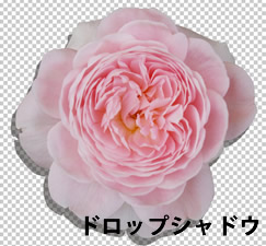 Photoshop CS5 ドロップシャドウを適用した花の画像