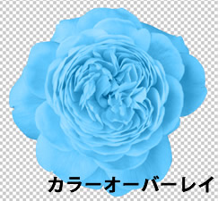 Photoshop CS5 カラーオーバーレイを適用した花の画像