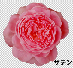 Photoshop CS5 サテンを適用した花の画像