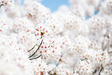桜のフリー写真素材1