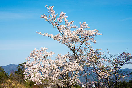 桜のフリー写真素材10