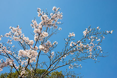 桜のフリー写真素材11