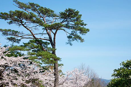 桜のフリー写真素材12
