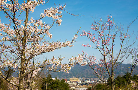 桜のフリー写真素材14