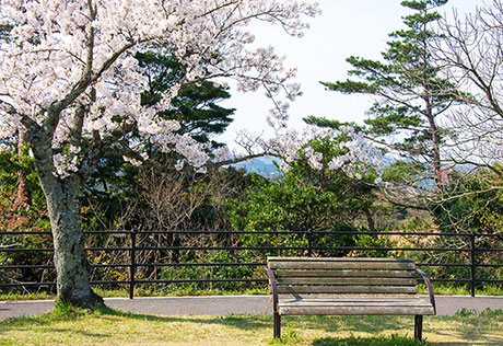 桜のフリー写真素材15