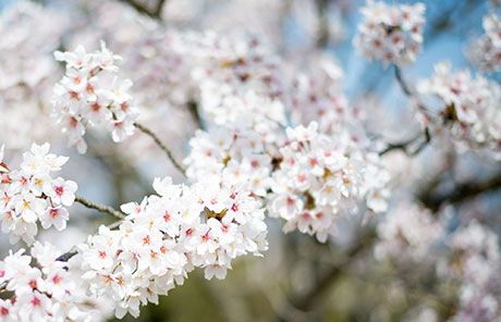 桜のフリー写真素材2