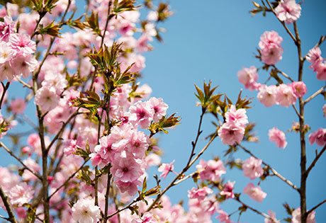 桜のフリー写真素材4