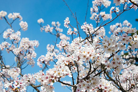 桜のフリー写真素材5