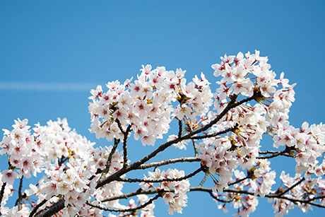 桜のフリー写真素材6