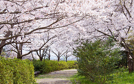 桜のフリー写真素材7