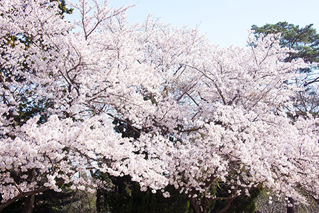 桜のフリー写真素材8