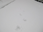フリー写真素材217「雪道の足跡」