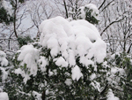 フリー写真素材218「木の上の雪」