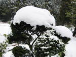 フリー写真素材219「木の上の雪」