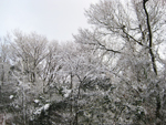 フリー写真素材185「木と雪」