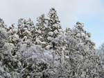 フリー写真素材186「木と雪」