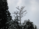 フリー写真素材187「木と雪」