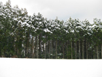 フリー写真素材189「田んぼと雪」