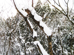 フリー写真素材196「木と雪」
