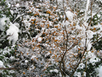 フリー写真素材198「茶色い葉と雪」