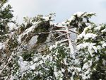 フリー写真素材199「木と雪」