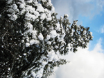 フリー写真素材200「木と雪」